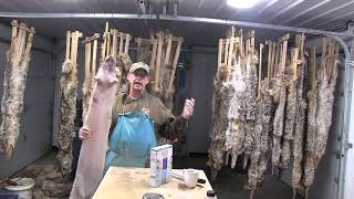 Fur Handling Coyotes from Start to Finish [upl. by Fabien]