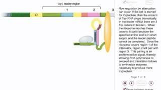 Trp operon Attenuation Animation [upl. by Garin242]