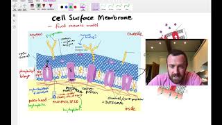 Membranes Mindmap OCR A Level Biology 25 [upl. by Artep733]