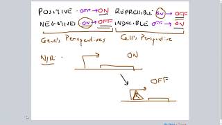 PositiveNegative RepressibleInducible Gene Regulation [upl. by Charpentier]