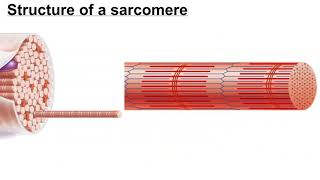 Structure of a Myofibril [upl. by Leupold]