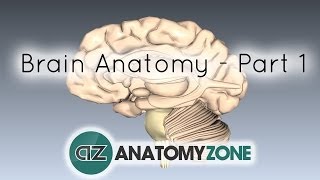 Basic Parts of the Brain  Part 1  3D Anatomy Tutorial [upl. by Gnep]