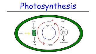 Photosynthesis  Light Dependent Reactions and the Calvin Cycle [upl. by Kcinomod84]