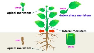 Types of Plant Cells [upl. by Caffrey]