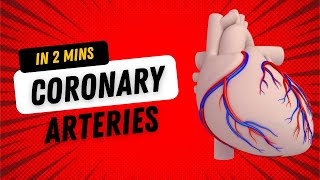 Coronary Arteries  in 2mins [upl. by Zetrac]