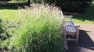 Pennisetum Fairy Tails  Evergreen Fountain Grass [upl. by Roid]