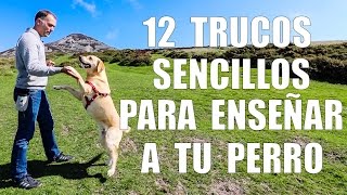 Adiestramiento Canino  12 TRUCOS para Enseñar a tu Perro [upl. by Ahoufe]