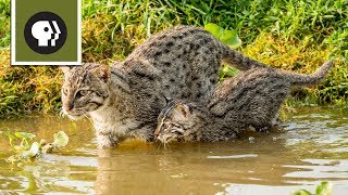 Fishing Kittens See Water For the First Time [upl. by Anayra]