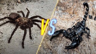 Tarantula VS Scorpion [upl. by Madelina633]