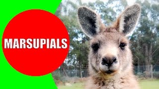 Marsupials for Kids – Marsupial Mammals – Marsupial Animals in Australia Tasmania and Americas [upl. by Ernestine]