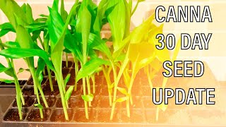 Growing Tropical Canna Plants from Seed  1 month update [upl. by Larena]