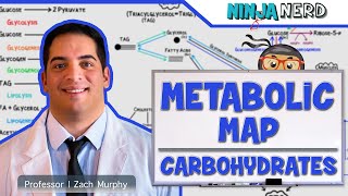 Metabolism  The Metabolic Map Carbohydrates [upl. by Christye]