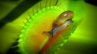 Venusfliegenfalle  Schnecken als Nahrungsmittel  Venus flytrap  Dionaea muscipula [upl. by Chlores]