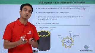 Class 11th  Eukaryotes  Centrosome and Centrioles  Cell The unit of Life  Tutorials Point [upl. by Nrublim557]