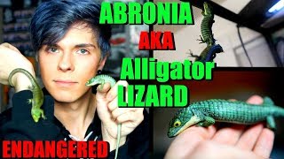 All About The Abronia Graminea  Mexican Alligator Lizard [upl. by Sarine]