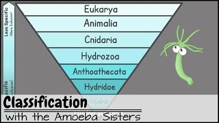 Classification [upl. by Sandberg]