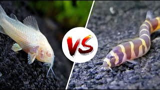 Cory Catfish vs Loaches – Which is Better [upl. by Radloff]