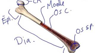 Anatomie simplifiée de los long [upl. by Rekab]