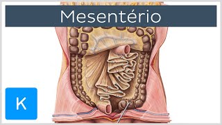 Mesentério estrutura e funções  Anatomia Humana  Kenhub [upl. by Lemart886]