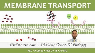 Eukaryotic Cell Structure  Transport across Membranes  Post 16 BiologyA Level PreU IB AP Bio [upl. by Efrem]