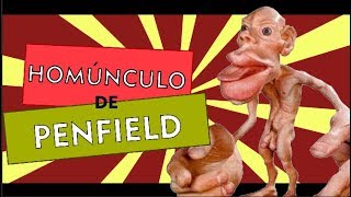 HOMÚNCULO DE PENFIELD  NEUROSTUDENT 14 [upl. by Adnirim]