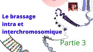 Méiose  le brassage intra et interchromosomique [upl. by Townshend]