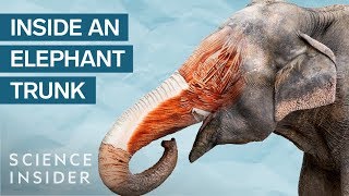 Whats Inside An Elephant Trunk [upl. by Aekal]