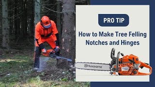 How To Make Tree Felling Notches And Hinges With A Chainsaw  Husqvarna [upl. by Voorhis594]