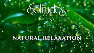 Dan Gibson’s Solitudes  Delicate Rain  Natural Relaxation [upl. by Canotas]