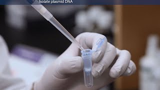 How to Purify Molecular Grade Plasmid DNA [upl. by Perretta]