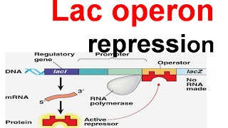 Lac operon repression  lac repressor [upl. by Ataga]