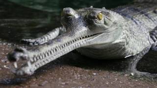 Gharial Conservation at the Bronx Zoo [upl. by Minier]