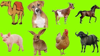 Domestic animals for Kids  Learn Domestic animals [upl. by Eneloj]