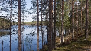 Kielinuppu ARKISTO  Suomalainen metsaÌˆ [upl. by Redliw551]