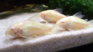 Breeding Cory Catfish A HOW TO VIDEO [upl. by Arualana]