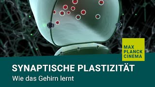 Synaptische Plastizität  wie das Gehirn lernt [upl. by Perice]