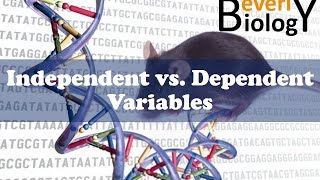 Independent vs Dependent Variables [upl. by Zealand]