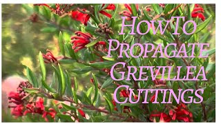 How to take Grevillea Cuttings [upl. by Otes]