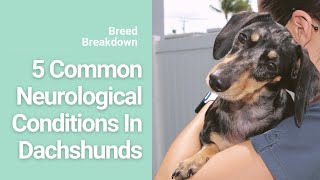 5 Neurological Conditions in Dachshunds [upl. by Berri631]