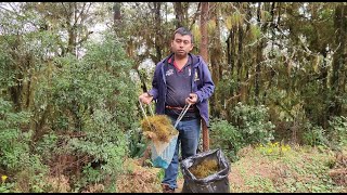 Buscando adorno Navideño en el monte musgo  con la familia [upl. by Anselm931]