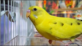 LONELY parakeets HELP the budgies chirp and sing [upl. by Attirb]