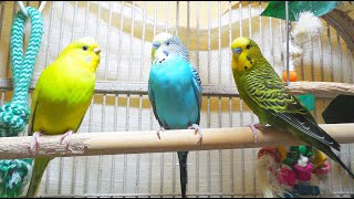 35 Hr Help Quiet Parakeets Sing by Playing This Budgies Chirping Help Depressed lonely sad Birds [upl. by Missy]