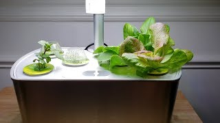 One Month With The Aerogarden From Seed to Harvest [upl. by Ahserb]