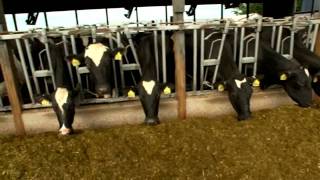 Dairy Farming Documentary [upl. by Riabuz415]