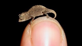 Worlds Smallest Animals [upl. by Rotce]