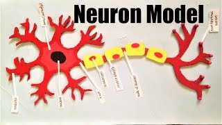 neuron structure model making project DIY  howtofunda  science project  still model [upl. by Yebloc]