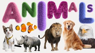 Animal  List of Animals  Name of Animals  500 Animals Name in English from A to Z [upl. by Adnyc]