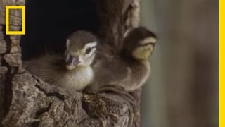 Tiny Ducklings Leap from Tree  National Geographic [upl. by Moonier]