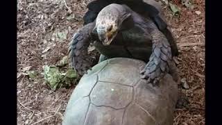 Tortoises Mating HILARIOUS and NSFW [upl. by Moncear]