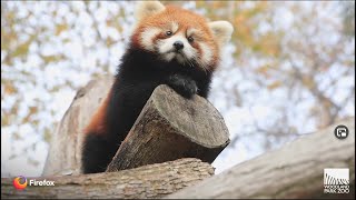 Introducing the new Firefoxjk Its red pandas [upl. by Rihaz380]